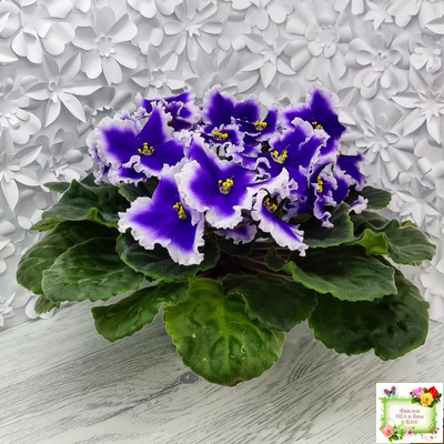 Dn-New Star (Д. Денисенко) 2019 г.