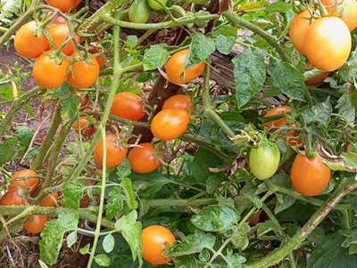 Томат Супер балконный оранжевый