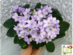 Белый Клоун (Е. и Я. Немчиновы) 2025 г. трейлер