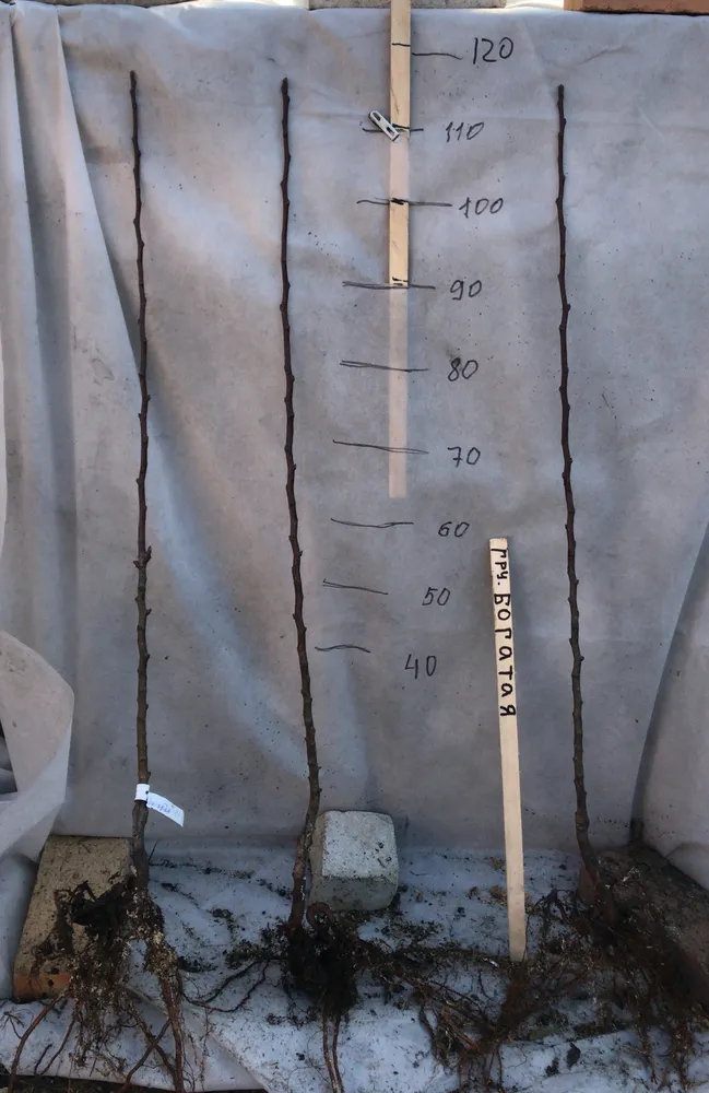 Двулетний саженец груши.