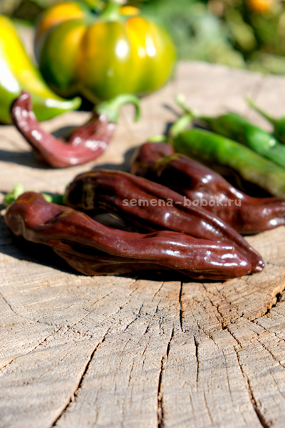 Перец острый Ethiopian Brown, 10 шт