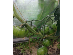 Семена томата Зеленая богиня Ксанаду