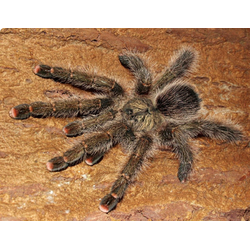Avicularia aurantiaca