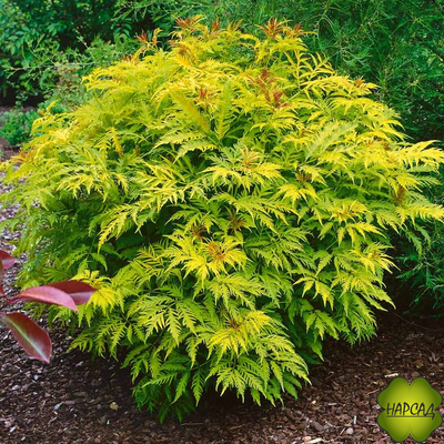 БУЗИНА декоративная "ПЛЮМОЗА АУРЕА"