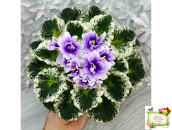 Р-Дурман (В. Зуб) 2020 г.