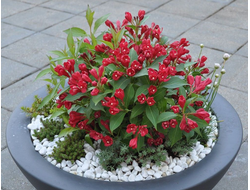 Вейгела цветущая All Summer Red, C2