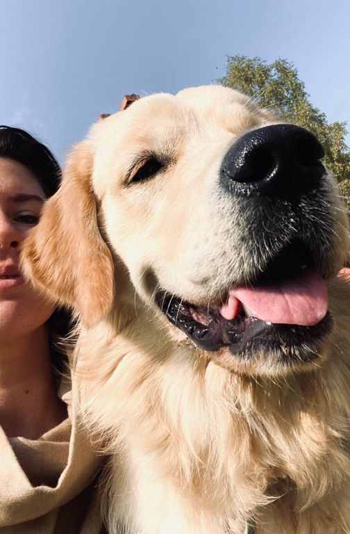 Наш выпускник: голден ретривер Русское Золото Леон Тим, 8 мес.