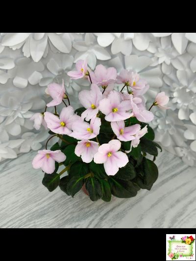 LV-Есть Время (Л. Шевелева) 2025 г. трейлер (пасынок посажен 20.01.26)