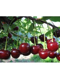 Вишня Молодежная (Средний)