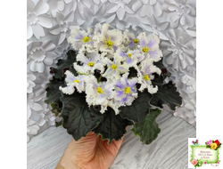 РМ-Золотой Берилл (Н.Скорнякова)