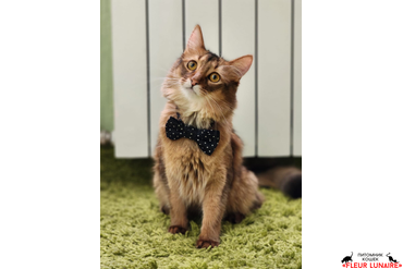 Эдвард сомалийский кот, выпускник