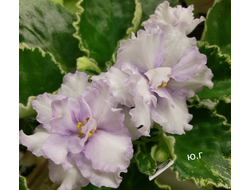 61) ЛЕ- Грезы Султана