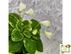 Н-Каламбур (Н. Бердикова) 2016 трейлер