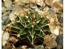 Gymnocalycium friedrichii v.moserianum VoS-014а Х G.friedrichii (D=15mm)