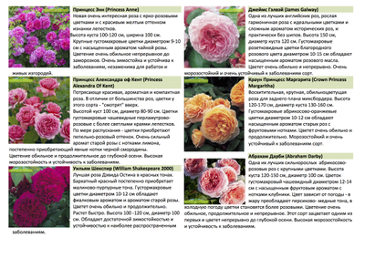 Розы английские