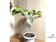 Табернемонтана вариегатная / Tabernaemontana Divaricata (white margin)