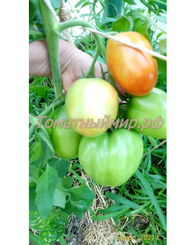 Томат Де Барао гигант