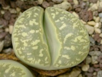 Lithops marmorata 'framesii' C058 - 10 семян