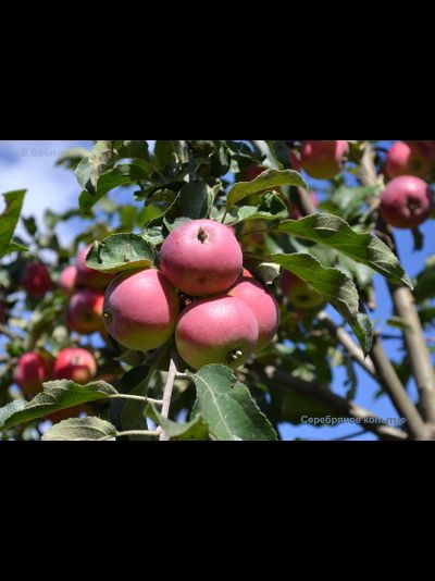 Серебряное копытце (яблоня)