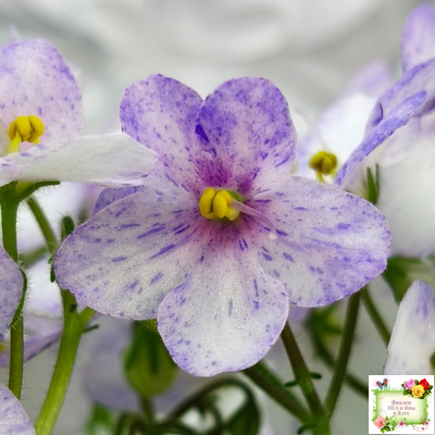 Белый Клоун (Е. и Я. Немчиновы) 2025 г. трейлер