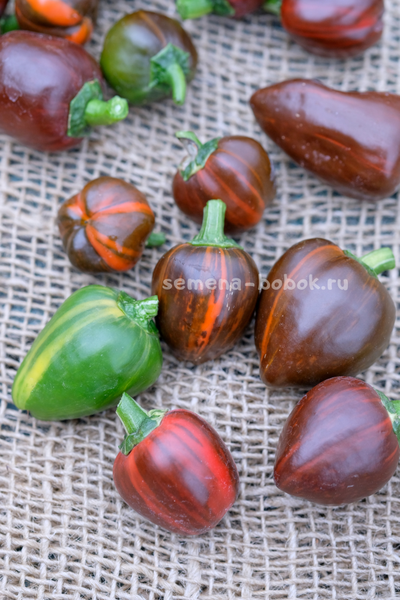 Перец сладкий Madame Paraplü (Мадам Параплю), 10 шт