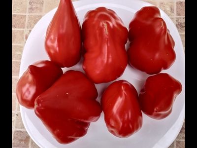 Томат Скифея (Скифская фея)