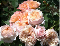 Шарль де Нерво (Charles de Nervaux), шраб. Massad