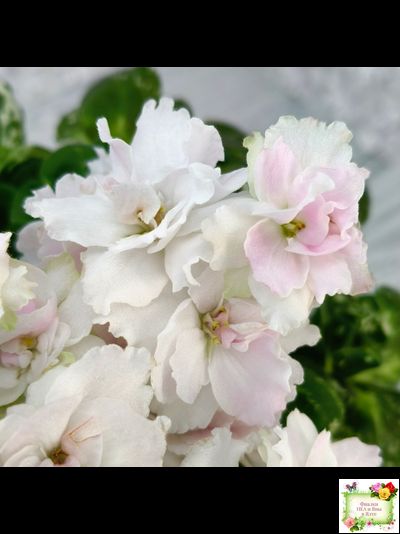 МТ-Кокилье (М. Тотиева) 2023 г.