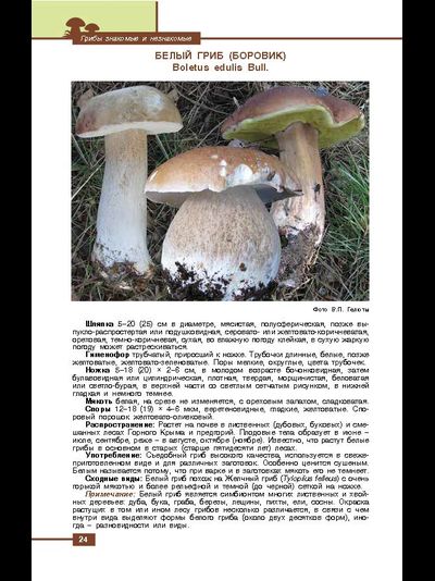 Грибы знакомые и незнакомые