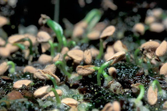 Семена Sarracenia Leucophylla hybrid A