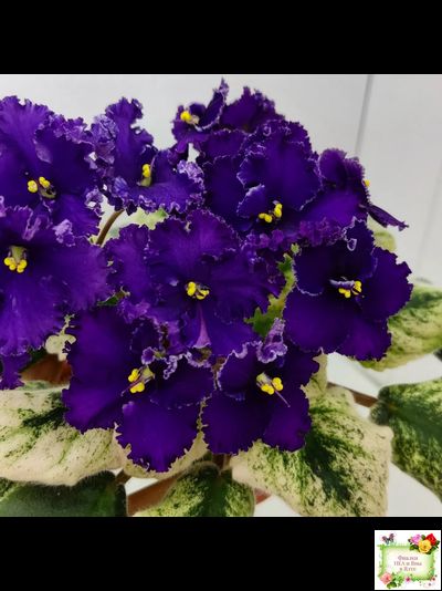 ЛЕ-Константин (Е. Лебецкая) 2019 г.