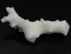 Коралл белый, коллекционный образец, Китай (48*18*18 мм, 7.5 г) №37628