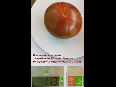 Томат Гном Восторг Диппера (Dwarf Rebel Starfighter Dipper’s Delight)