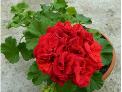 Пеларгония Wendy Jane