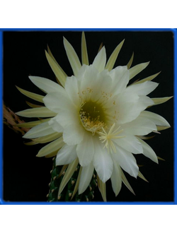 Echinopsis imperialis