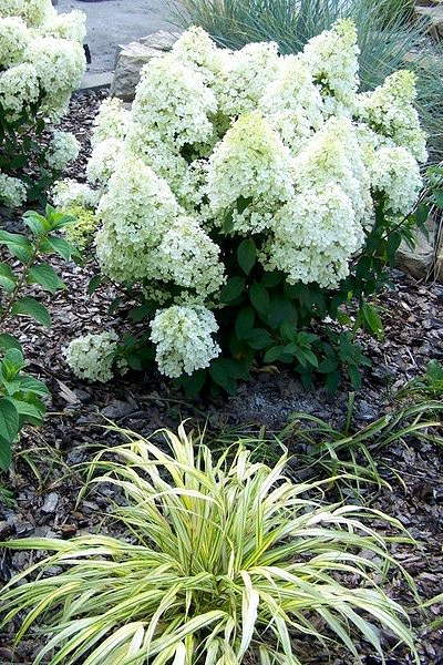 Гортензия метельчатая Bobo