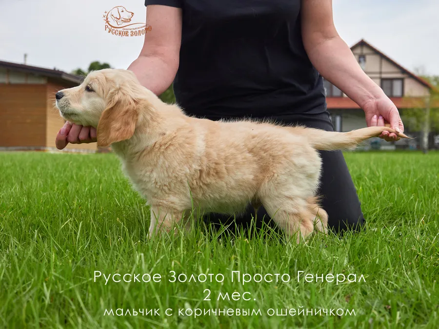 2 месяца. Мальчик КОРИЧНЕВЫЙ ошейничек