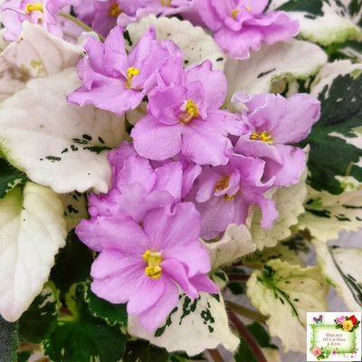 Cherokee Trail (L. Ray) трейлер (пасынок сорт посажен 06.10.25)