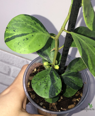 Ficus Diversifolia var.  Watermelon / фикус дельтовидный Арбуз