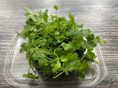 Гидрокотила Трипартита на ваби кусе