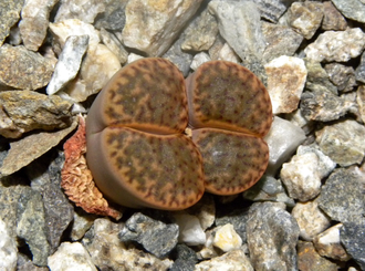 Lithops bromfieldii v.insularis (2) - 10 семян