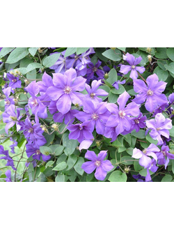 Клематис Semy (Сему)