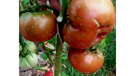 Томат Брендивейн блек