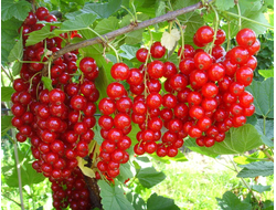 Смородина красная(в.т.ч.белая), черенки