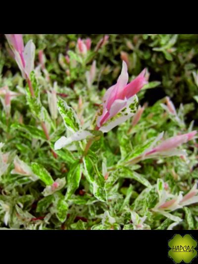 Ива "Хакуро-Нишики" (РОЗОВЫЙ ПРИРОСТ БУДТО ЦВЕТЫ) (саженец 1,5 года)