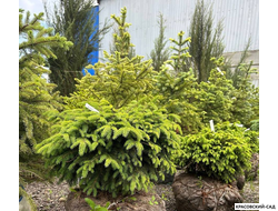 Ель колючая Биалобок - фото в ландшафте - красовский-сад.рф
