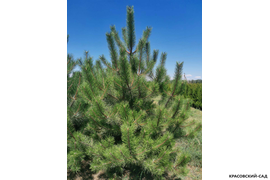 Сосна крымская черная -фотография в солнечный день - красовский-сад.рф