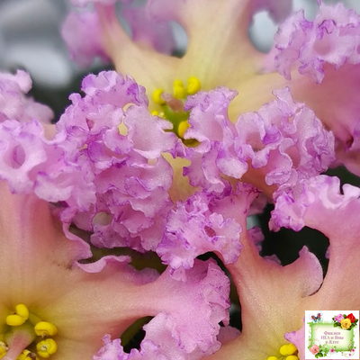 РМ-Оранжевое Лето (Н. Скорнякова) 2022 г. (детка)