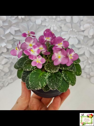 ML-Мама Ирочка (Miniviolets Lux) 2023 г.