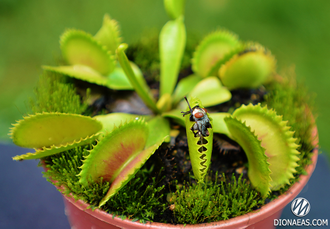 Dionaea muscipula Dracula